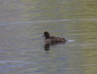 IMG_0005.jpg