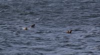 IMG_0001.jpg
