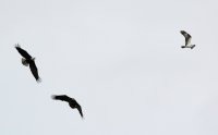 IMG_0001.jpg