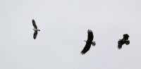 IMG_0002.jpg