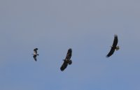 IMG_0003.jpg