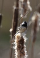 IMG_0003.jpg