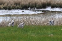IMG_0001.jpg