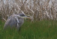 IMG_0002.jpg