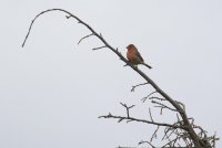 IMG_0004.jpg