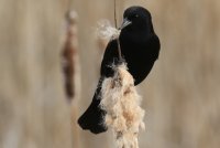 IMG_0001.jpg