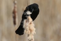 IMG_0004.jpg