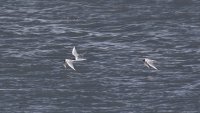 IMG_0001.jpg