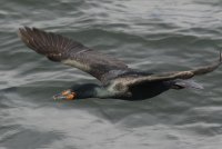 IMG_0005.jpg