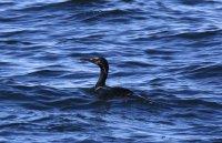 IMG_0002.jpg
