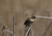 IMG_0004.jpg