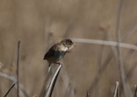 IMG_0005.jpg