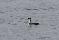 IMG_0001.jpg