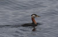 IMG_0001_1.jpg