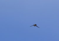 IMG_0008.jpg