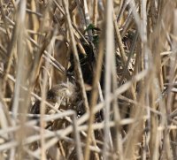 IMG_0003.jpg