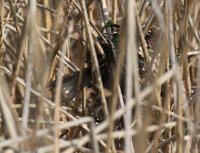 IMG_0004.jpg