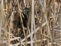 IMG_0005.jpg