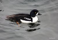 4-25-2017 Barrows Goldeneye_9492.JPG 4-25-2017 Barrows Goldeneye_9492.JPG