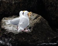 4-26-2017 gulls and starfish pier_9517.JPG 4-26-2017 gulls and starfish pier_9517.JPG