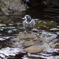 4-26-2017 harlequin pier_9550c2.JPG 4-26-2017 harlequin pier_9550c2.JPG
