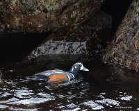 4-26-2017 harlequin pier_9544.JPG 4-26-2017 harlequin pier_9544.JPG