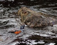 4-26-2017 harlequin pier_9573.JPG 4-26-2017 harlequin pier_9573.JPG