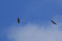 IMG_0001.jpg