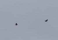 IMG_0002.jpg