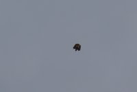 IMG_0004.jpg
