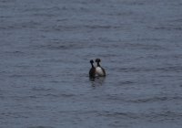 IMG_0004.jpg