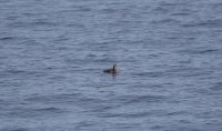 IMG_0005.jpg