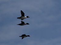 IMG_0003.jpg
