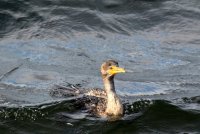 IMG_0001.jpg