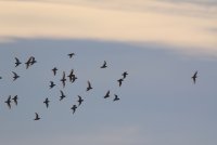 IMG_0003.jpg
