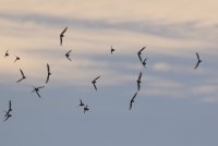 IMG_0004.jpg
