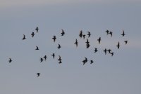 IMG_0005.jpg