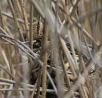 IMG_0002.jpg