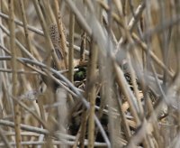 IMG_0003.jpg