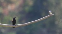 IMG_0001.jpg