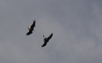 IMG_0003.jpg