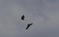 IMG_0004.jpg