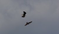 IMG_0005.jpg