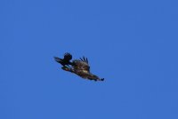 IMG_0003.jpg