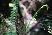 IMG_0005.jpg