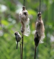IMG_0007.jpg