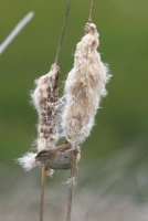 IMG_0001.jpg