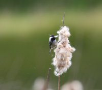 IMG_0001.jpg