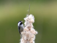 IMG_0004.jpg
