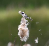 IMG_0005.jpg